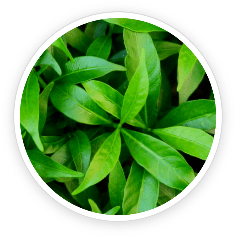 Sencha tea leaves, an antioxidant-rich ingredient in BioRestore Complete